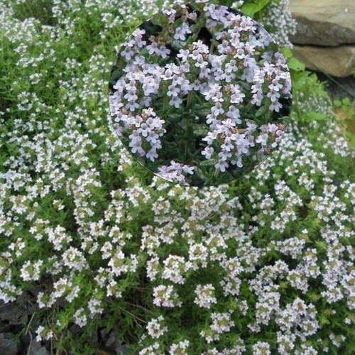 Thymus vulgaris 'Faustini' - Harilik tüümian 'Faustini' P9/0,55L